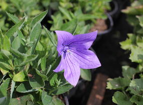Zvonkovec velkokvětý, boubelka 'Twinkle Blue' - Platycodon grandiflorus 'Twinkle Blue'