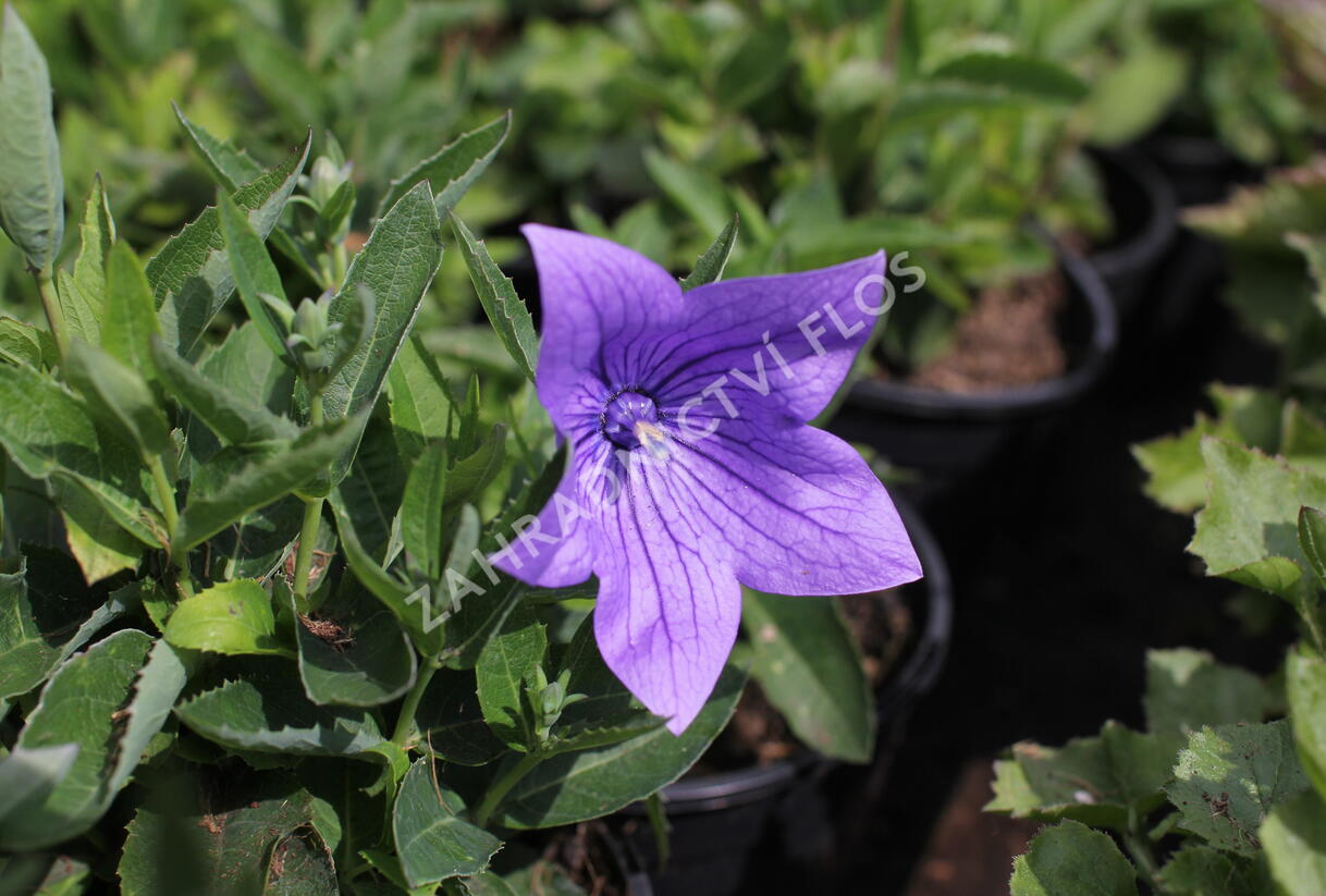 Zvonkovec velkokvětý, boubelka 'Twinkle Blue' - Platycodon grandiflorus 'Twinkle Blue'