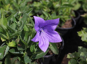 Zvonkovec velkokvětý, boubelka 'Twinkle Blue' - Platycodon grandiflorus 'Twinkle Blue'