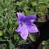 Platycodon grandiflorus 'Twinkle Blue'_2.JPG