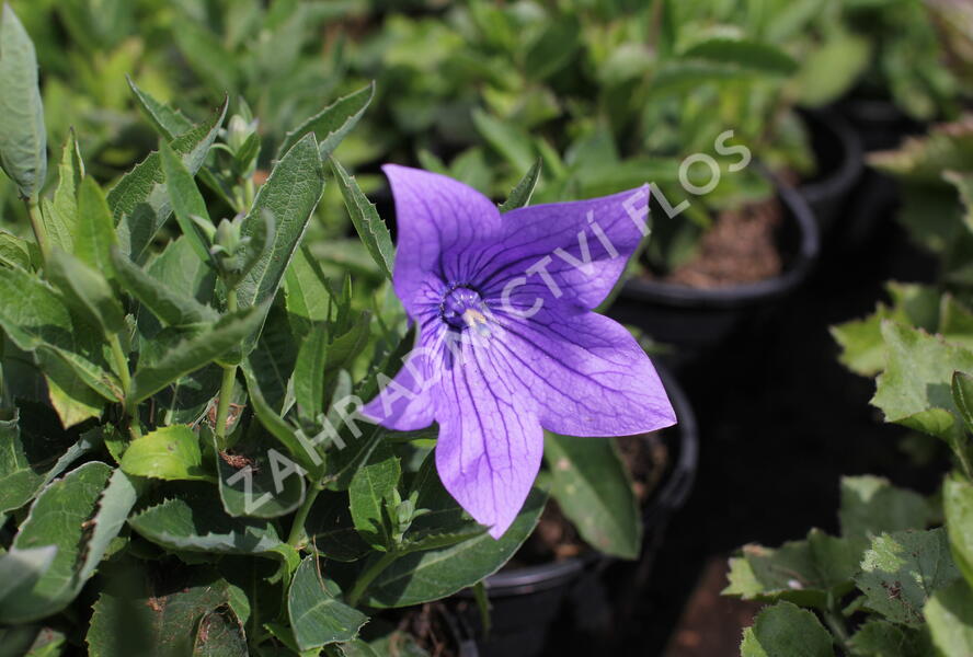 Zvonkovec velkokvětý, boubelka 'Twinkle Blue' - Platycodon grandiflorus 'Twinkle Blue'