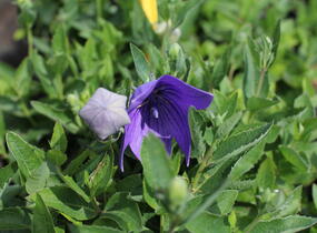 Zvonkovec velkokvětý, boubelka 'Twinkle Blue' - Platycodon grandiflorus 'Twinkle Blue'