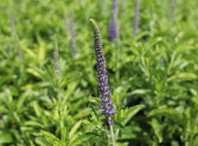 Rozrazil dlouholistý 'Berenice Blue' - Veronica longifolia 'Berenice Blue'