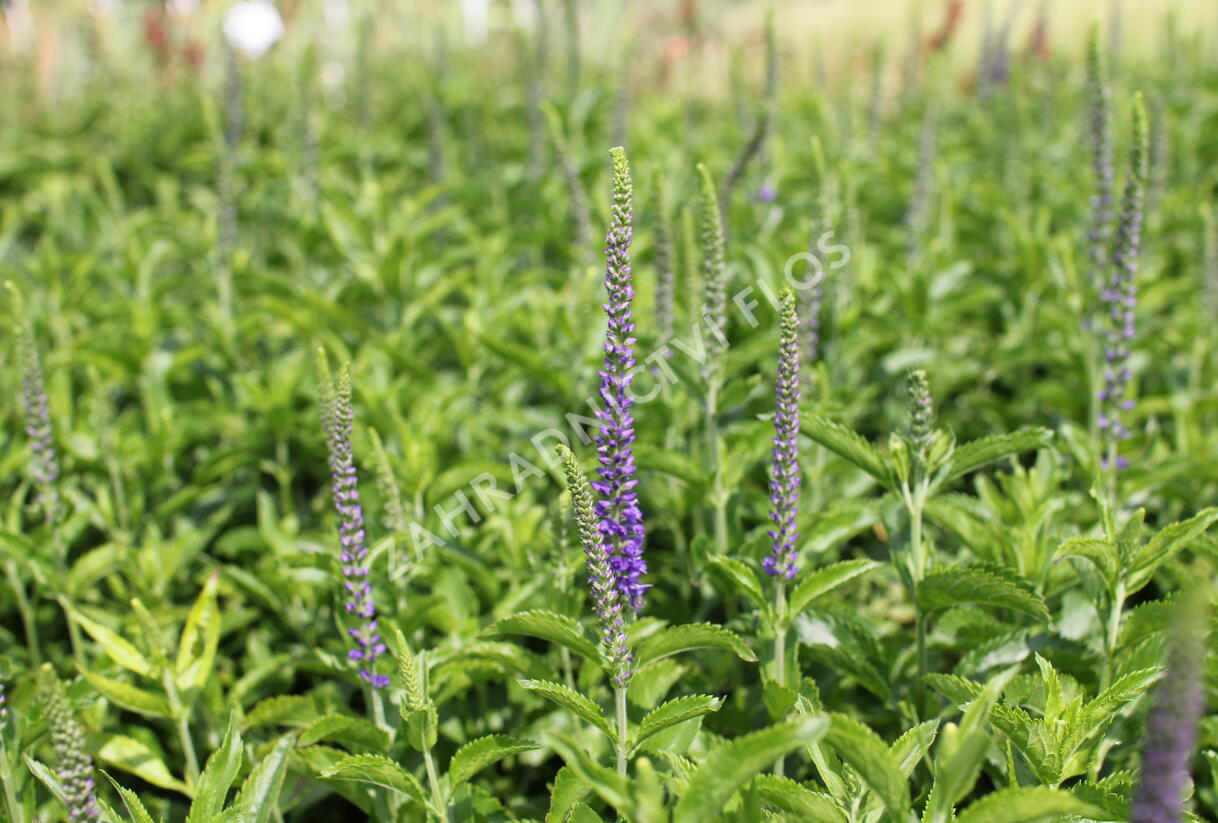 Rozrazil dlouholistý 'Berenice Blue' - Veronica longifolia 'Berenice Blue'