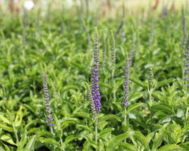 Rozrazil dlouholistý 'Berenice Blue'