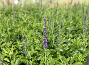 Rozrazil dlouholistý 'Berenice Blue' - Veronica longifolia 'Berenice Blue'