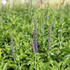 Veronica longifolia 'Berenice Blue'.JPG