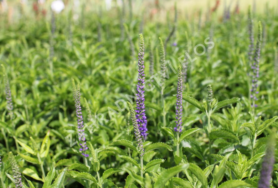 Rozrazil dlouholistý 'Berenice Blue' - Veronica longifolia 'Berenice Blue'