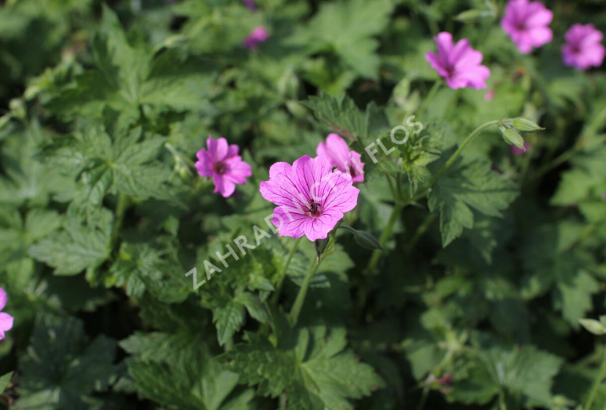 Kakost 'Elworthy Eyecatcher' - Geranium x oxonianum 'Elworthy Eyecatcher'