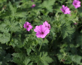 Kakost 'Elworthy Eyecatcher'