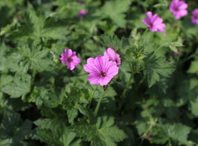Kakost 'Elworthy Eyecatcher' - Geranium x oxonianum 'Elworthy Eyecatcher'