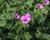 Kakost 'Elworthy Eyecatcher'