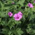 Geranium x oxonianum 'Elworthy Eyecatcher'_1.JPG