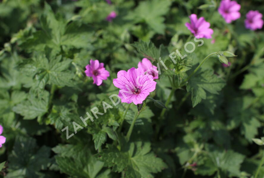 Kakost 'Elworthy Eyecatcher' - Geranium x oxonianum 'Elworthy Eyecatcher'