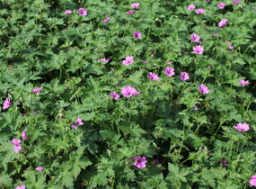 Kakost 'Elworthy Eyecatcher' - Geranium x oxonianum 'Elworthy Eyecatcher'