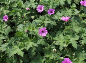Kakost 'Elworthy Eyecatcher' - Geranium x oxonianum 'Elworthy Eyecatcher'