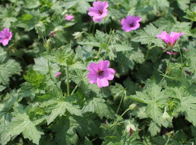 Kakost 'Elworthy Eyecatcher' - Geranium x oxonianum 'Elworthy Eyecatcher'