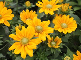 Třapatka srstnatá 'Amarilo Gold' - Rudbeckia hirta 'Amarilo Gold'