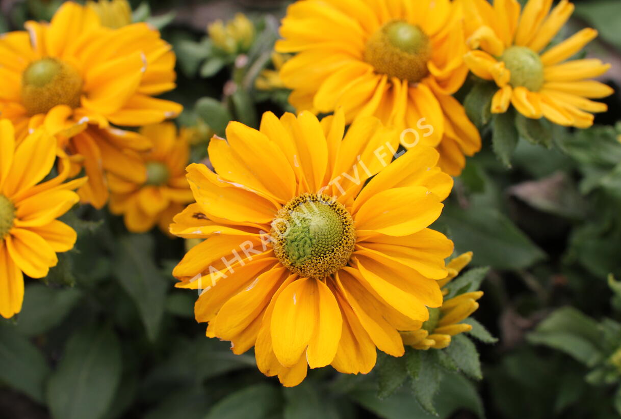 Třapatka srstnatá 'Amarilo Gold' - Rudbeckia hirta 'Amarilo Gold'
