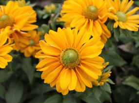 Třapatka srstnatá 'Amarilo Gold' - Rudbeckia hirta 'Amarilo Gold'