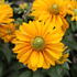 Rudbeckia hirta 'Amarilo Gold'.JPG