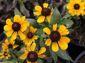 Třapatka srstnatá 'Tablemate Gold' - Rudbeckia hirta 'Tablemate Gold'