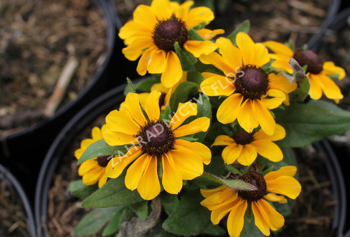 Třapatka srstnatá 'Tablemate Gold' - Rudbeckia hirta 'Tablemate Gold'