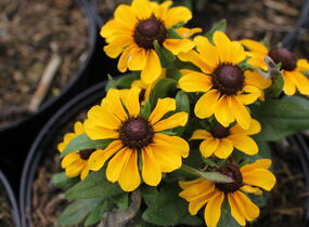 Třapatka srstnatá 'Tablemate Gold' - Rudbeckia hirta 'Tablemate Gold'