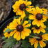 Rudbeckia hirta 'Tablemate Gold'_1.JPG