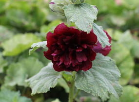 Topolovka růžová 'Chater's Mix' - Alcea rosea plena 'Chater's Mix'