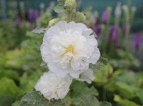 Topolovka růžová 'Chater's Mix' - Alcea rosea plena 'Chater's Mix'