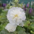Alcea rosea plena 'Chater's Mix'.JPG