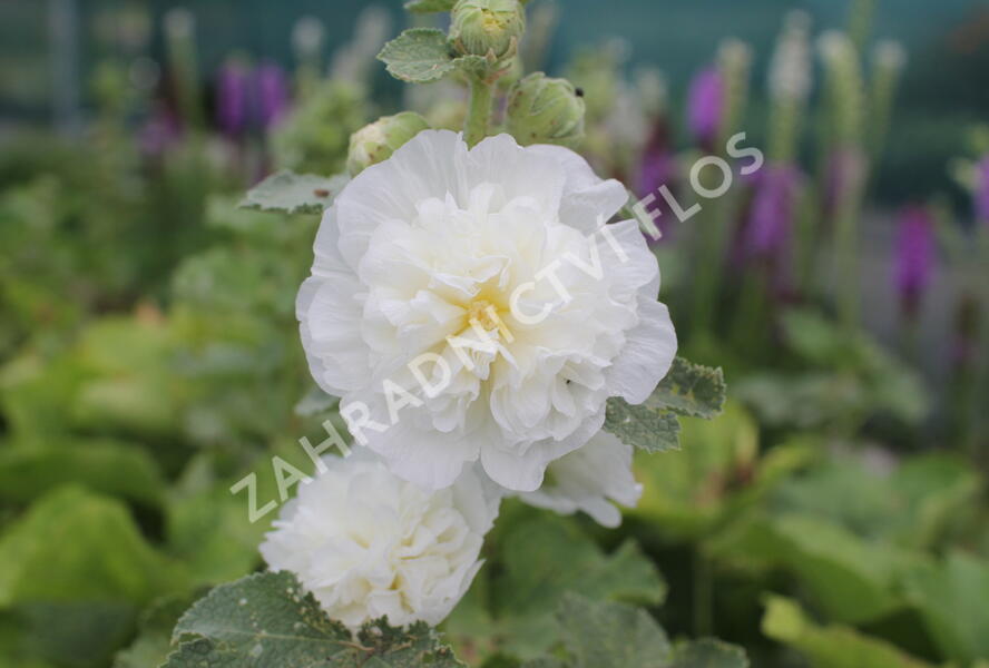 Topolovka růžová 'Chater's Mix' - Alcea rosea plena 'Chater's Mix'