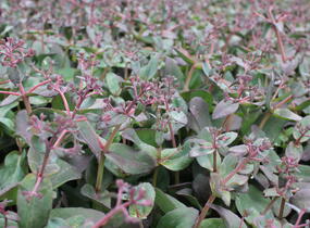 Rozchodník 'Orange Xenox' - Sedum telephium 'Orange Xenox'