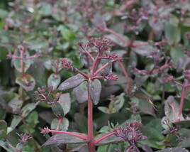 Rozchodník 'Orange Xenox'