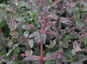 Rozchodník 'Orange Xenox' - Sedum telephium 'Orange Xenox'