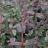 Sedum telephium 'Orange Xenox'.JPG