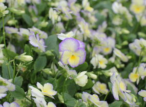 Violka růžkatá 'Etain' - Viola cornuta 'Etain'