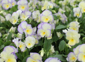 Violka růžkatá 'Etain' - Viola cornuta 'Etain'