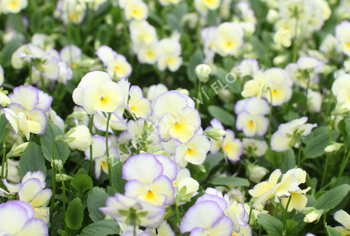 Violka růžkatá 'Etain' - Viola cornuta 'Etain'