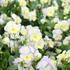 Viola cornuta 'Etain'.JPG