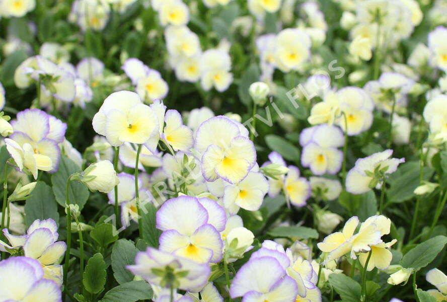 Violka růžkatá 'Etain' - Viola cornuta 'Etain'