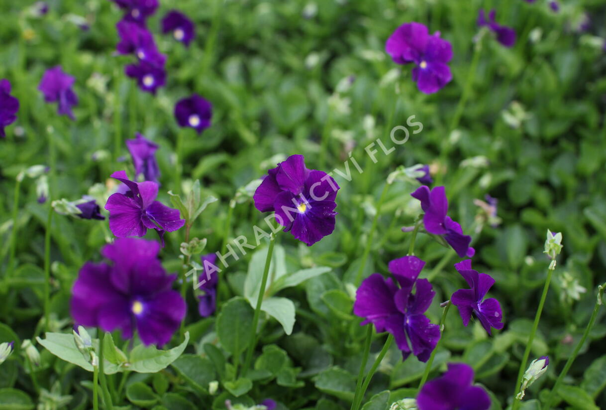 Violka růžkatá 'Martin' - Viola cornuta 'Martin'