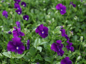 Violka růžkatá 'Martin' - Viola cornuta 'Martin'