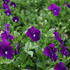 Viola cornuta 'Martin'_2.JPG