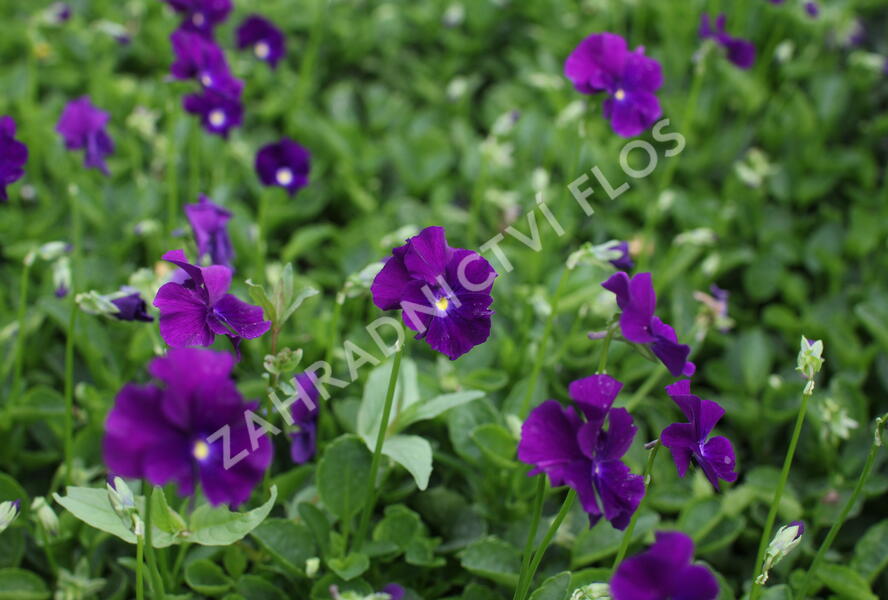 Violka růžkatá 'Martin' - Viola cornuta 'Martin'
