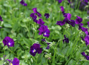 Violka růžkatá 'Martin' - Viola cornuta 'Martin'