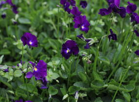 Violka růžkatá 'Martin' - Viola cornuta 'Martin'