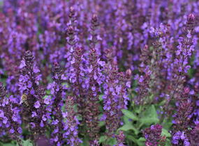Šalvěj nádherná 'New Dimensions Blue' - Salvia superba 'New Dimensions Blue'