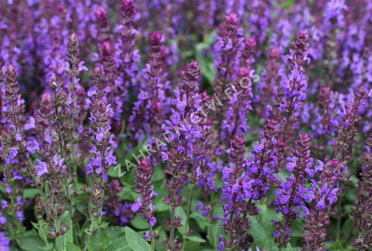 Šalvěj nádherná 'New Dimensions Blue' - Salvia superba 'New Dimensions Blue'